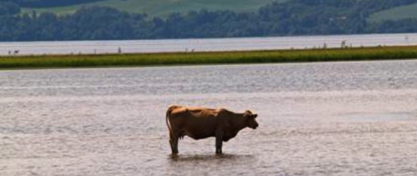 Vadfiske i Svelle i gamle dager